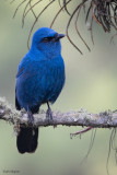 Unicolored Jay