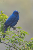Unicolored Jay