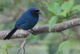 Black-throated Jay