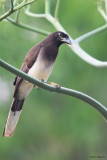 Brown Jay