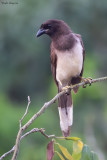 Brown Jay
