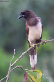 Brown Jay 