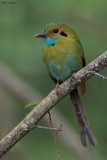 Blue-throated Motmot