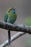 Blue-throated Motmot
