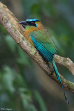 Blue-diademed Motmot