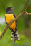 Violaceous Trogon 