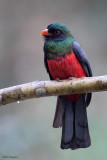 Slaty-tailed Trogon