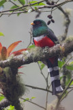 Mountain Trogon