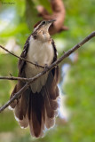 Pheasant Cuckoo