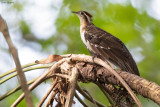 Pheasant Cuckoo