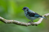 Azure-rumped Tanager