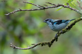 Azure-rumped Tanager