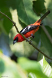White-winged Tanager