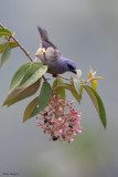 Yellow-winged Tanager