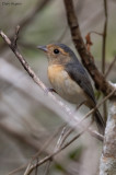 Grey-throated Chat