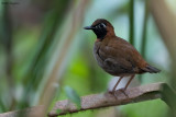 Mayan Antthrush