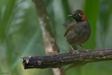 Mayan Antthrush