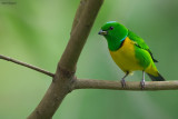 Blue-crowned Chlorophonia