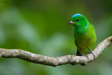 Blue-crowned Chlorophonia 