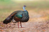Ocellated Turkey