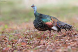 Ocellated Turkey