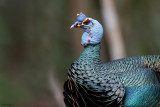 Ocellated Turkey 