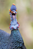 Ocellated Turkey