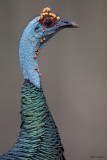 Ocellated Turkey