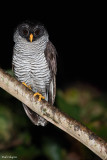 Black-and-white Owl