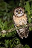 Fulvous Owl