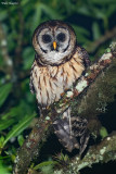 Fulvous Owl