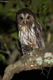 Mottled Owl