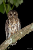 Mottled Owl