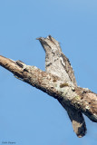 Northern Potoo