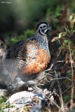 Ocellated Quail