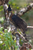 Ornate Hawk-eagle