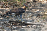 Ornate Hawk-eagle