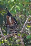 Ornate Hawk-eagle