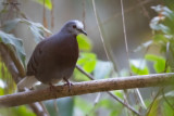 Maroon-chested Ground-Dove 