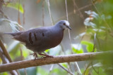 Maroon-chested Ground-Dove