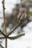 Guatemalan Pygmy-Owl