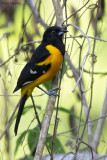 Bar-winged Oriole
