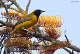 Bar-winged Oriole 