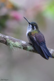Green-throated Mountain-gem