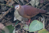 White-faced Quail-dove