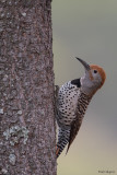 Guatemalan Flicker
