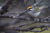 Golden-crowned Kinglet