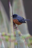 Cinnamon-bellied Flowerpiercer