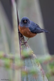 Cinnamon-bellied Flowerpiercer 