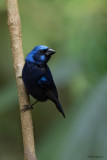 Blue Bunting